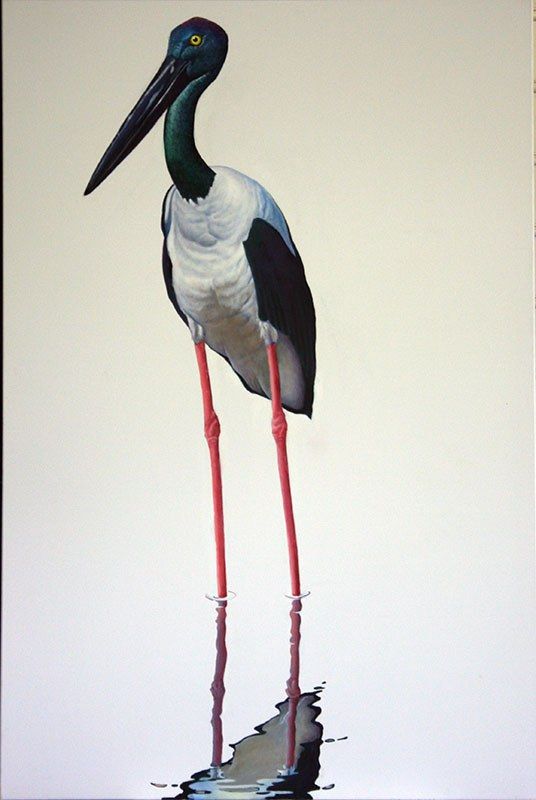 Jabiru, acrylic on canvas, by James Ainslie